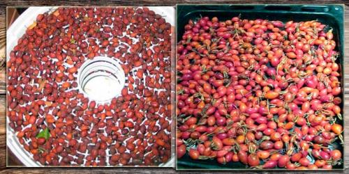 Сушка боярышника на солнце. Особенности сушки боярышника