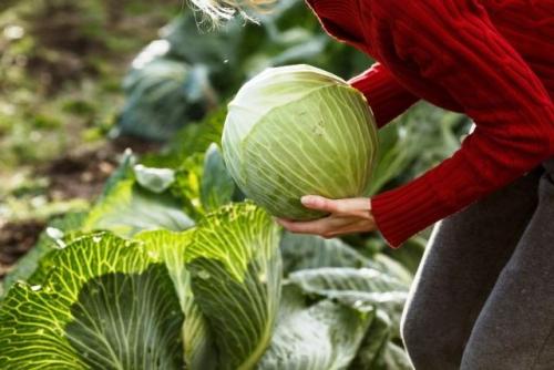 Уборка капусты 2019. Изменение сроков уборки поздних сортов в зависимости от регионов