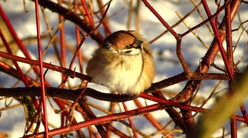 Куда исчезли воробьи. Куда пропали воробьи? Раньше их было полно. А теперь днём с огнём не сыщешь!