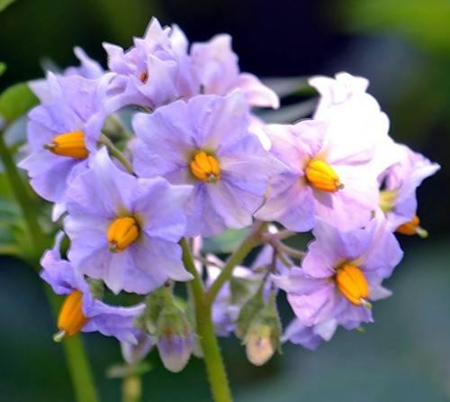 Картофель Свитанок Киевский. Картофель рассыпчатый Свитанок Киевский 03