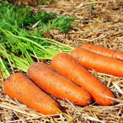 В чем хранить морковь на зиму. Хранение моркови на зиму в домашних условиях