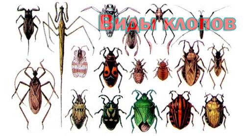Клопы виды. Разновидности клопов: изучаем своего врага