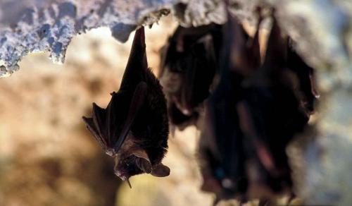 Летучая мышь чем питается в природе. Чем питаются летучие мыши в неволе?