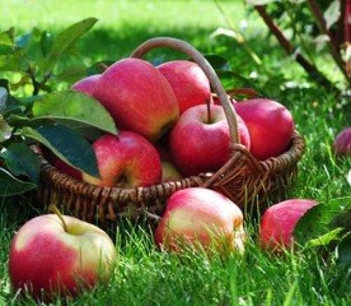 Как хранить яблоки в подполье. Как сохранить яблоки до весны + секретный способ хранения яблок, если нет погреба или подвала