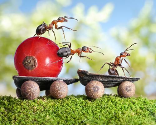 Эффективное средство от муравьев в домашних условиях. Народные секреты