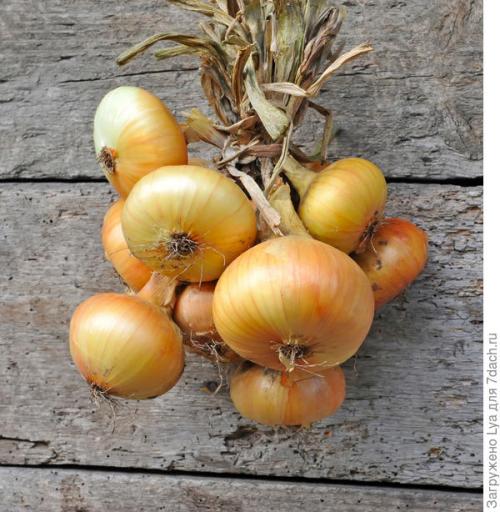 Как хранить лук в квартире. Как хранить лук, чтобы он дотерпел до весенних простуд