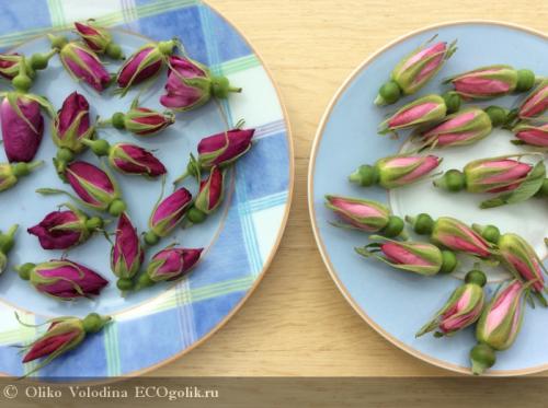 При какой температуре сушить в духовке шиповник. Как сушить шиповник в духовке? 05 При какой температуре сушить в духовке шиповник. Как сушить шиповник в духовке? 05