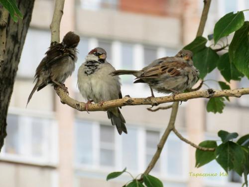 Куда исчезли воробьи. Куда пропали воробьи? Раньше их было полно. А теперь днём с огнём не сыщешь!