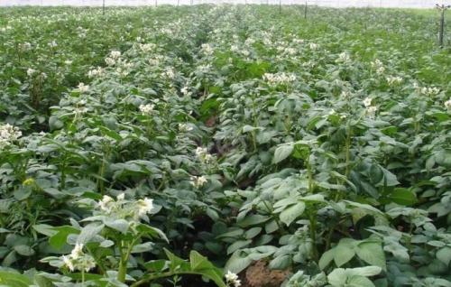 Альвара сорт картофеля. Общая характеристика 04