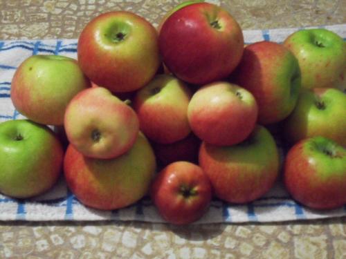 Как заморозить яблоки на зиму для пирогов. Заморозка яблок для пирогов и десертов