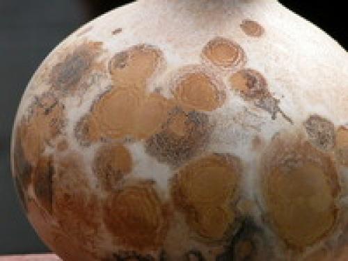 Как высушить тыкву для поделки в духовке. Как высушить и сделать твердыми декоративные тыквы