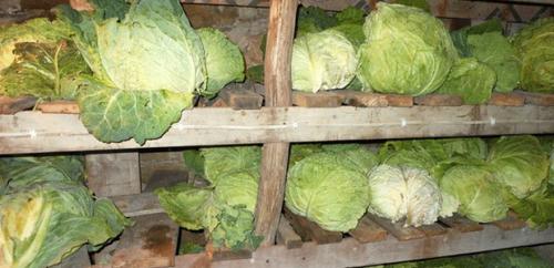 Какую минусовую температуру выдерживает капуста. Боится ли овощ заморозков? 01 Какую минусовую температуру выдерживает капуста. Боится ли овощ заморозков? 01