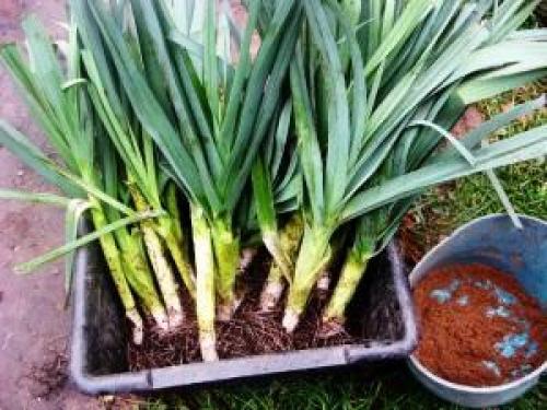 Как хранить лук в квартире. Особенности