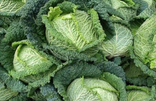 Можно ли замораживать японскую капусту. Сроки хранения