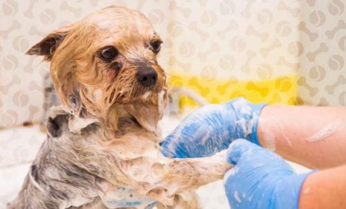 Как выглядят блохи у собаки