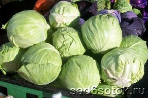 Уборка капусты на хранение на зиму. Пошаговая инструкция по уборке 02