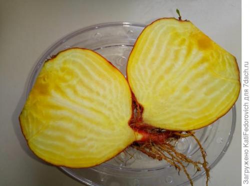 Желтая свекла. Мои цветные овощи: жёлтая свекла. Свекла Золотой шар