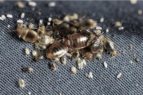 Как выглядит клоп диванный. Чешетесь по утрам? Загляните под диван! 5 признаков, что у вас завелись клопы