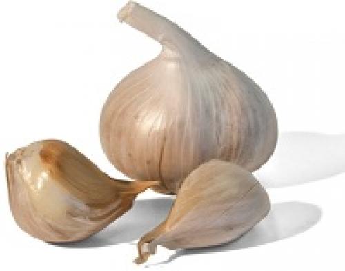 Если на ночь положить в ухо чеснок. Чеснок в уши от простуды – проверенное временем целебное средство