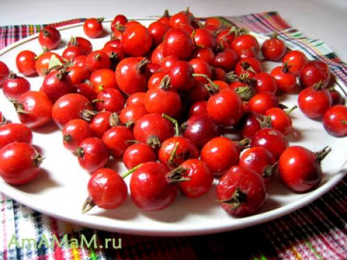 Свежий шиповник, как хранить. Как хранить свежий шиповник 08