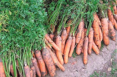 Как правильно хранить морковь на зиму в подвале. Как правильно убирать урожай моркови?