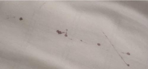 От чего появляются клопы в диване. Чешетесь по утрам? Загляните под диван! 5 признаков, что у вас завелись клопы