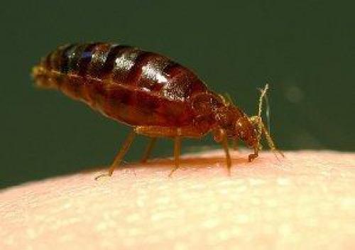 Откуда берутся клопы в частном доме. Откуда берутся клопы в квартире и как избавиться от них?