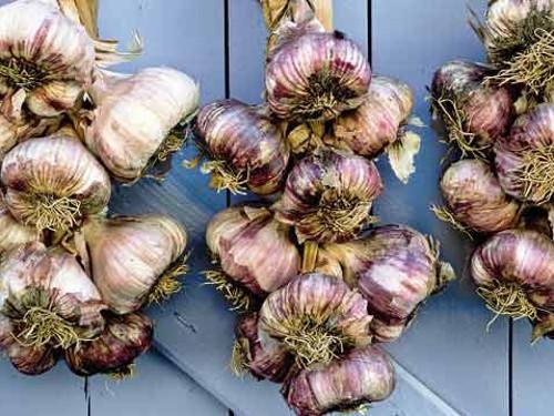 Если хочется чеснока чего не хватает в организме. Чеснок с точки зрения Аюрведы 03 Если хочется чеснока чего не хватает в организме. Чеснок с точки зрения Аюрведы 03