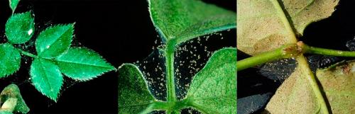 Паутинный клещ на розах. Как избавиться от паутинного клеща на розах?