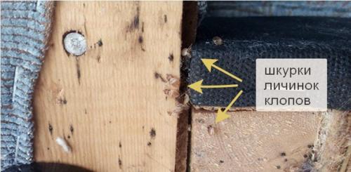 Как выглядит клоп диванный. Чешетесь по утрам? Загляните под диван! 5 признаков, что у вас завелись клопы