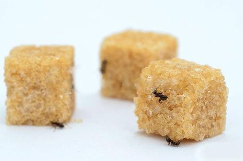 Как избавиться от муравьев в частном доме народными средствами