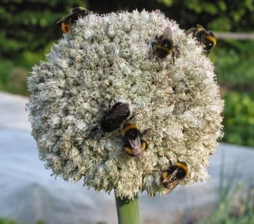 Лук порей на второй год. Лук без луковицы