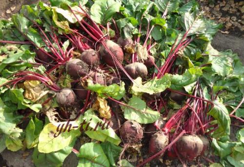 Когда убирать капусту и морковь. Когда убирать свеклу, морковь, чеснок и капусту