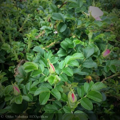 При какой температуре сушить в духовке шиповник. Как сушить шиповник в духовке? 04 При какой температуре сушить в духовке шиповник. Как сушить шиповник в духовке? 04