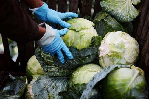 Когда убирать капусту 2019. Когда убирать белокочанную капусту с огорода на зиму?