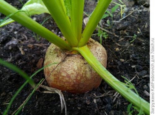 Желтая свекла. Мои цветные овощи: жёлтая свекла. Свекла Золотой шар