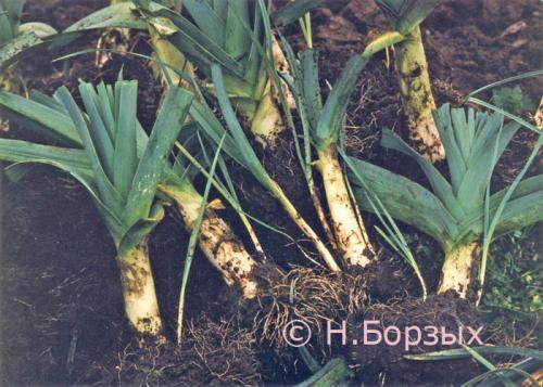 Как засолить лук порей. А КАК ЖЕ БЕЗ ПОРЕЯ?