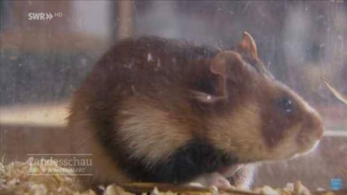 Хомяк дикий на даче. Дикий хомяк на даче —, как бороться? 01