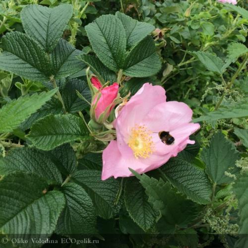 При какой температуре сушить в духовке шиповник. Как сушить шиповник в духовке? 03 При какой температуре сушить в духовке шиповник. Как сушить шиповник в духовке? 03