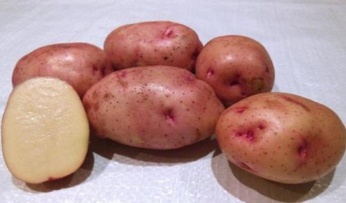 Есть ли сорт картофеля зеленого цвета