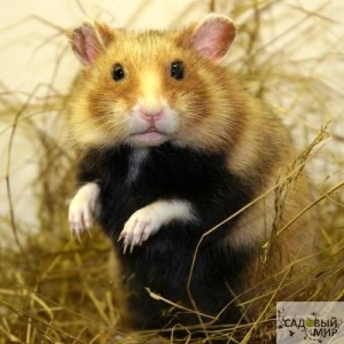 Хомяк дикий на даче. Дикий хомяк на даче —, как бороться? 03