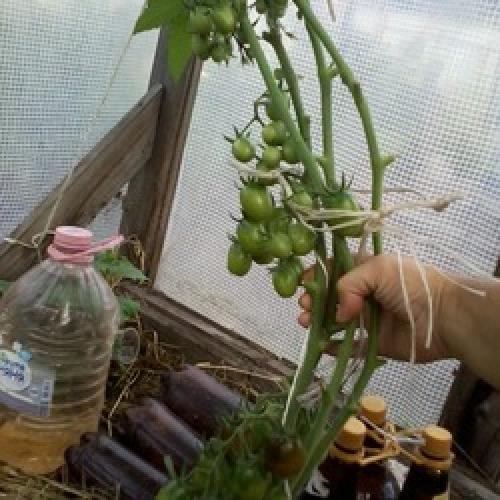 Томат Де Барао урожайность. Томаты Де Барао на видео