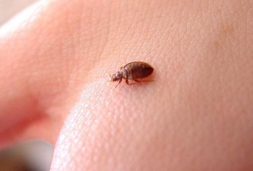 Как избавиться от постельных клопов в домашних условиях