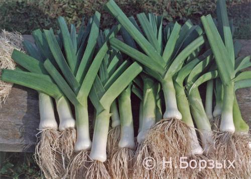 Как засолить лук порей. А КАК ЖЕ БЕЗ ПОРЕЯ?