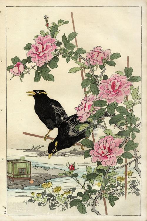 Свежий шиповник, как хранить. Как хранить свежий шиповник 05