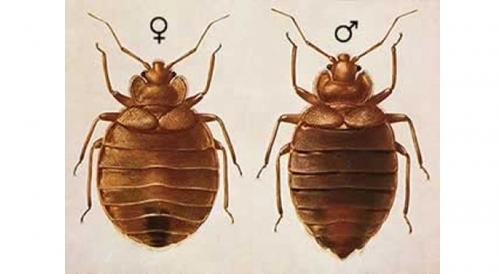 Откуда берутся клопы в частном доме. Как обнаружить в квартире клопа: признаки насекомого и его описание