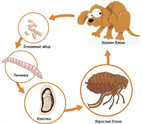 Как выглядят блохи у собаки