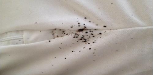 От чего появляются клопы в диване. Чешетесь по утрам? Загляните под диван! 5 признаков, что у вас завелись клопы