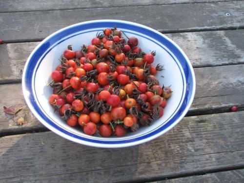 Свежий шиповник, как хранить. Как хранить свежий шиповник