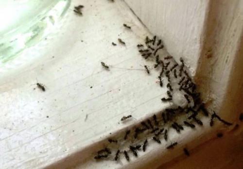 Эффективное средство от муравьев в домашних условиях. Народные секреты